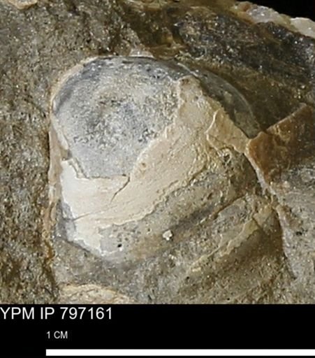 Protocardia