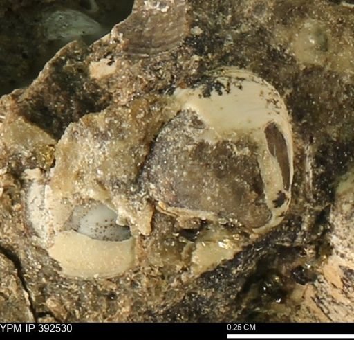 Protocardia subquadrata