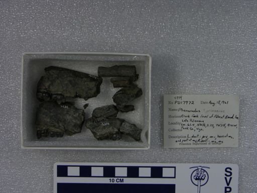 Phenacodus primaevus?