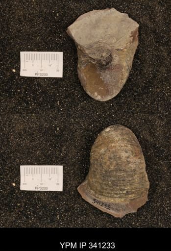 Scaphites sp.