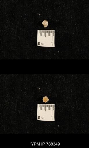 taxon undetermined