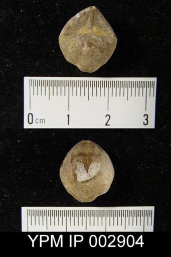 Cyrtina heteroclita