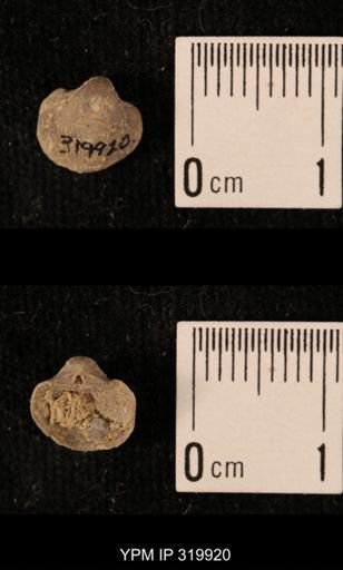 Ambocoelia planoconvexa