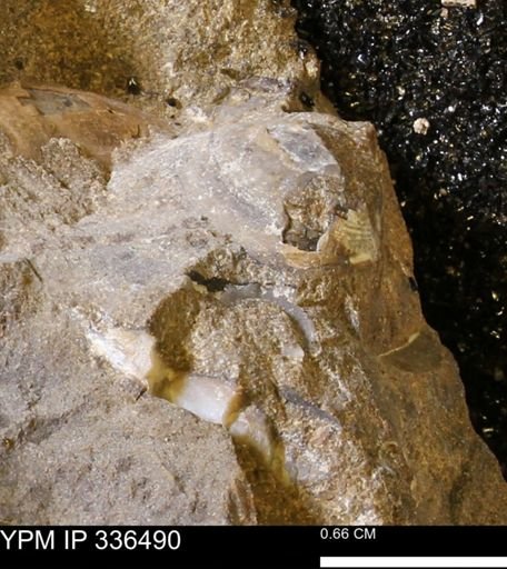undet. Bivalvia