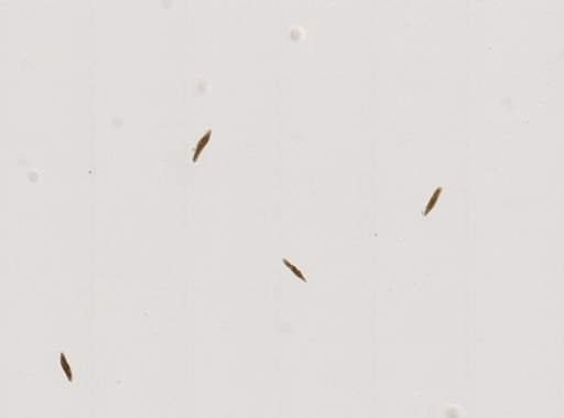 Paramecium
