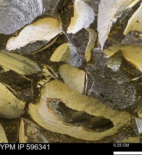 Limopsis striatopunctatus