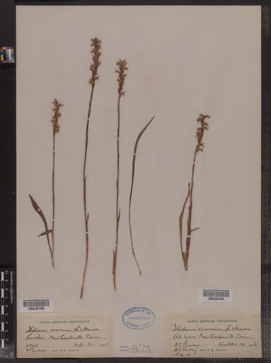Spiranthes cernua