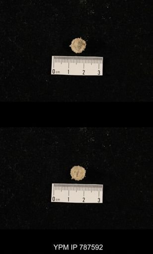 undet. Brachiopoda