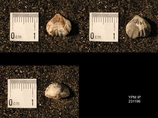 Wellerella osagensis