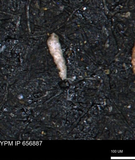 Verneuilinoides kansasensis