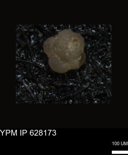 undet. Foraminiferida