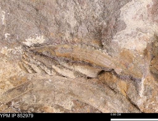 undet. Bivalvia