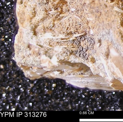 Corbicula