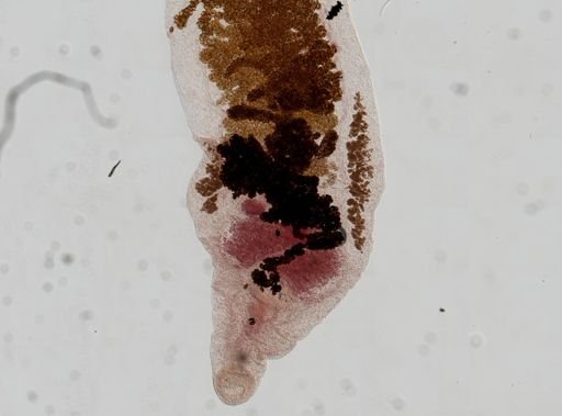Dicrocoelium dendriticum