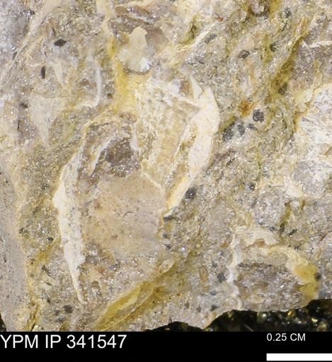 undet. Mollusca