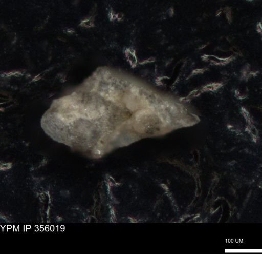 undet. Foraminiferida