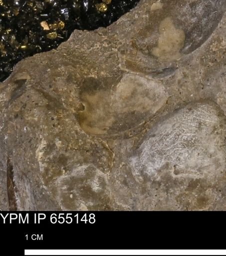 Mollusca