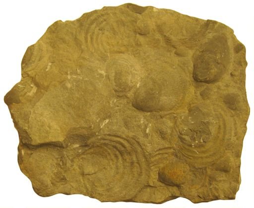 Posiodonomya clarai
