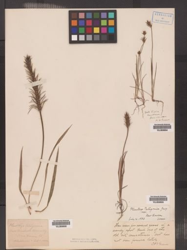 Plantago aristata
