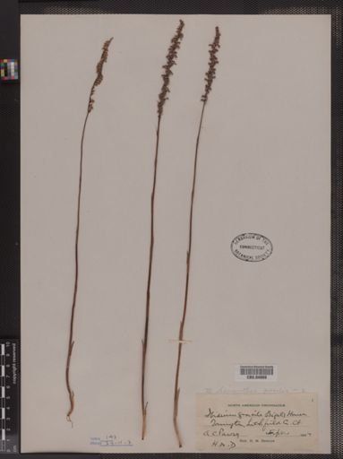 Spiranthes gracilis