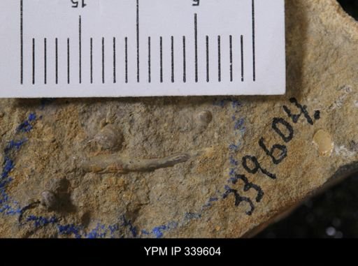 Dentalium?