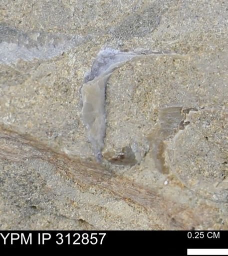 undet. Bivalvia