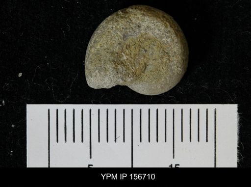 Liospira helena