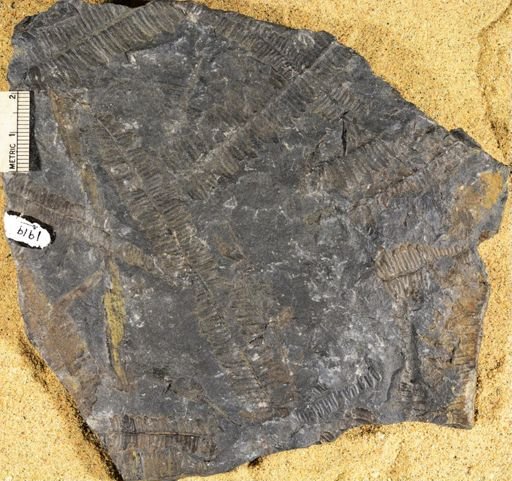 Pecopteris sp.