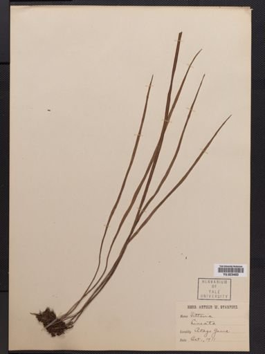 Vittaria