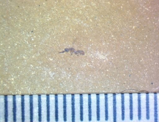 undet. Diptera