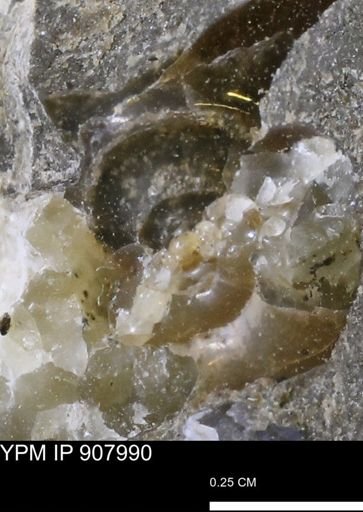 undet. Ammonoidea