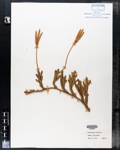 Lycopodium clavatum