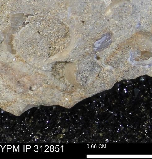 undet. Bivalvia