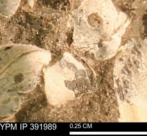 Protocardia sp.