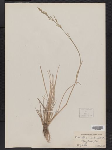 Puccinellia fasciculata