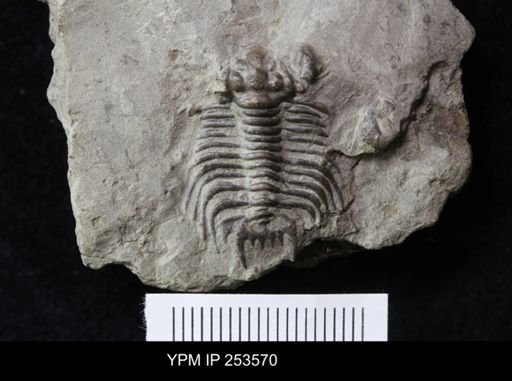 Acidaspis coronatus