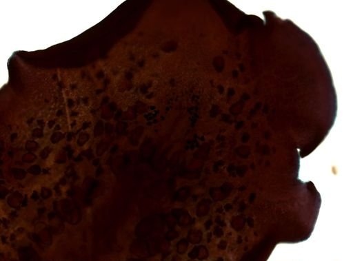 Pleioplana atomata