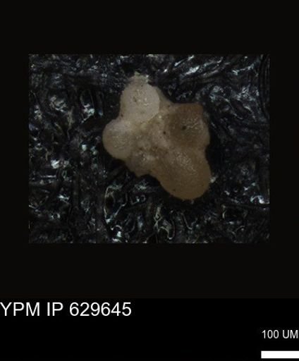 undet. Foraminiferida