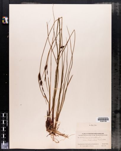 Carex saxatilis