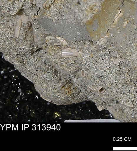 undet. Scaphopoda