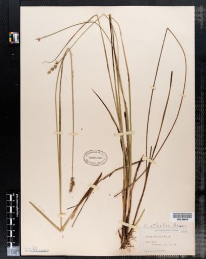 Carex atlantica
