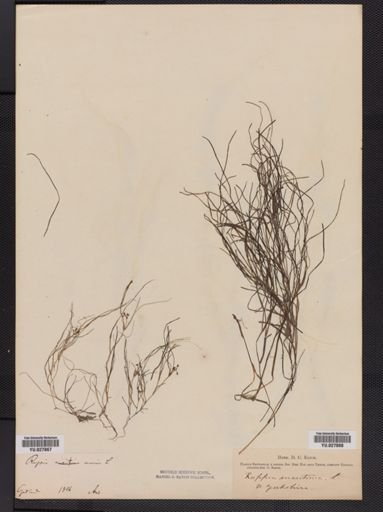 Ruppia maritima