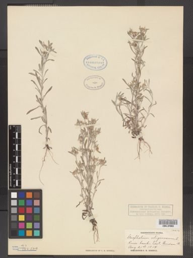 Gnaphalium uliginosum