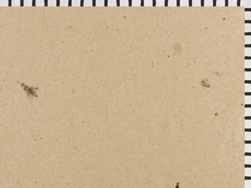 undet. Thysanoptera