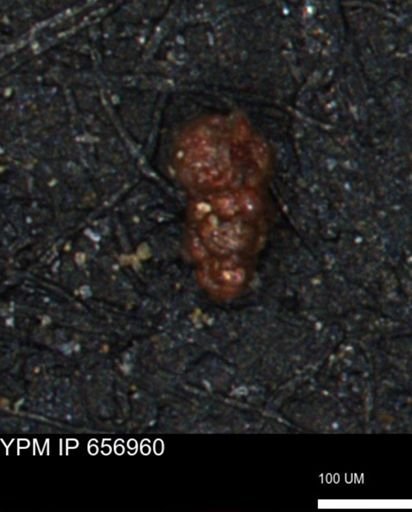 Verneuilinoides hectori