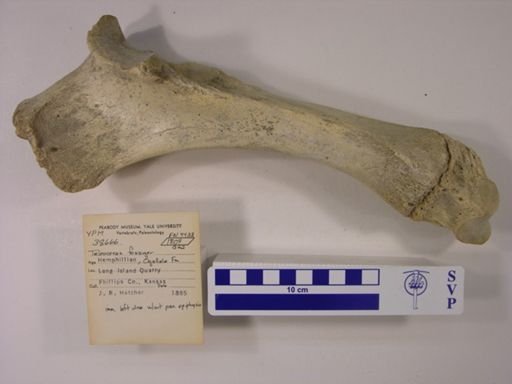 Teleoceras fossiger