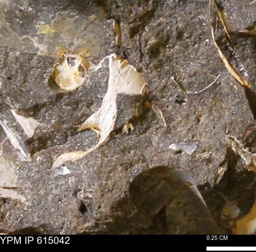 undet. Mollusca