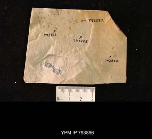 undet. Coleoptera