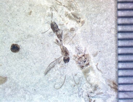 undet. Hymenoptera