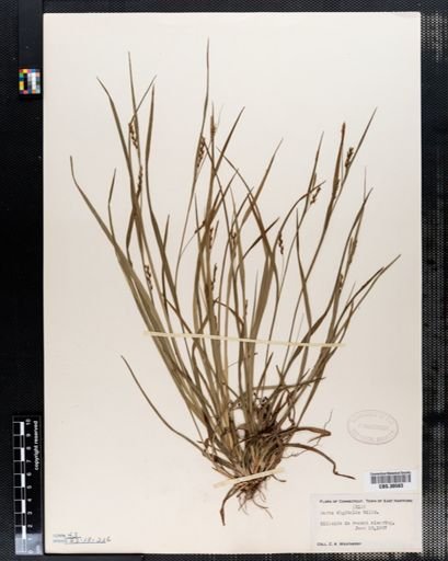 Carex digitalis